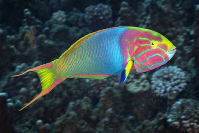Thalassoma lutescens