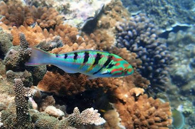 Thalassoma hardwicke