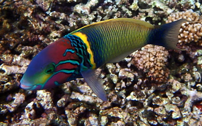 Thalassoma hebraicum