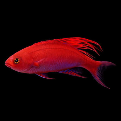 Paracheilinus cyaneus