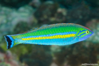 Pseudojuloides cerasinus