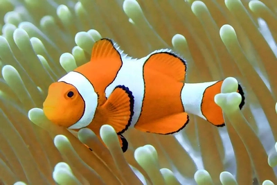 Amphiprion percula