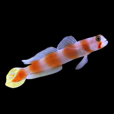 Amblygobius aurora