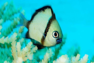 Dascyllus reticulatus