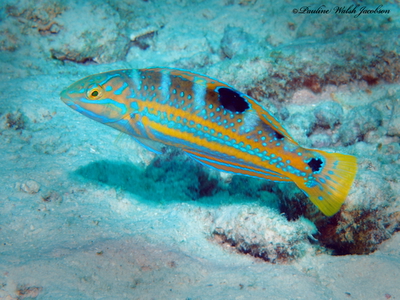 Halichoeres radiatus