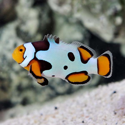 Amphiprion ocellaris - PICASSO