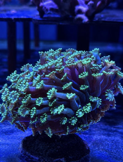 Alveopora Spongiosa - Alveopora Coral Branching Green Metallic - MED