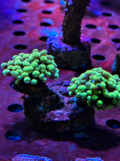 Euphyllia Hammer Green 2 cabezas