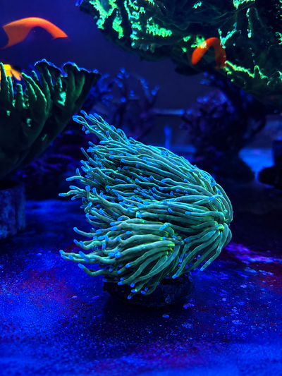 Euphyllia Glabrescens - Torch Green Neon - MED