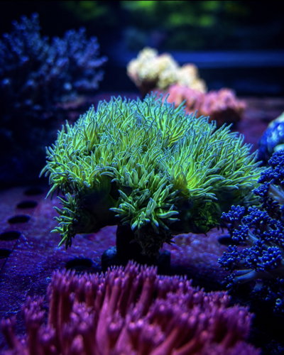 Duncanopsammia Axifuga - Tree Coral - Green Stem 13 Polyps - MED