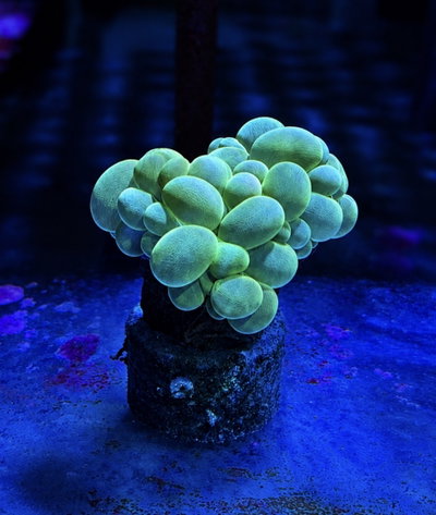 Plerogyra Simplex - Bubble Coral Branch Metallic Green M - MED
