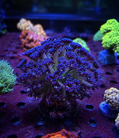 Goniopora Spp - Flowerpot Var Purple Metallic M - MED