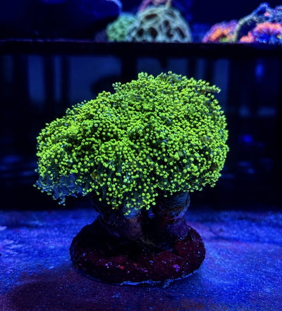 Euphyllia Yaeyamaensis - Branch Frogspawn Green Metallic M - MED