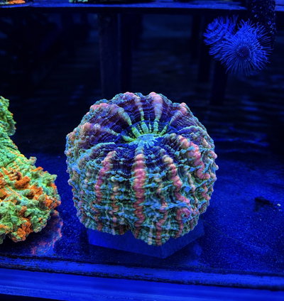 Cynarina Macassarensis - Button Coral Reefmaster Rh - MED