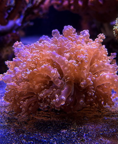 Euphillia Divisa Octofrogspawn Orange