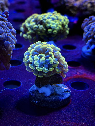Euphyllia Hammer Yellow