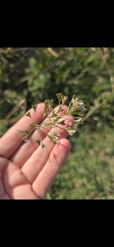 BOLSA DE PASTOR (hierba)