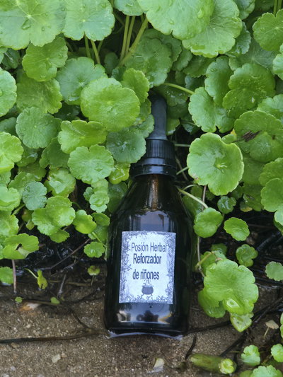 REFORZADOR DE RIÑONES X 2 UNIDADES