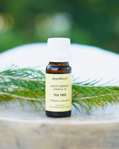 Aceite esencial de Tea tree / arbol de te