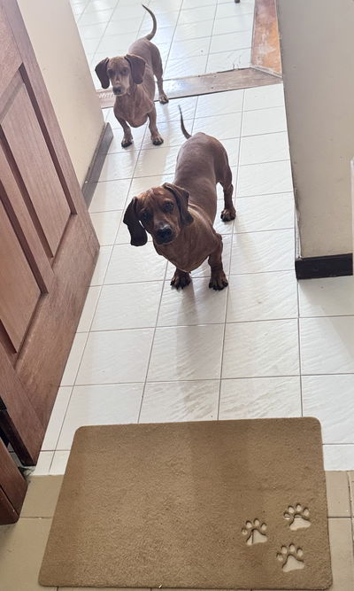 Alfombra antideslizante 