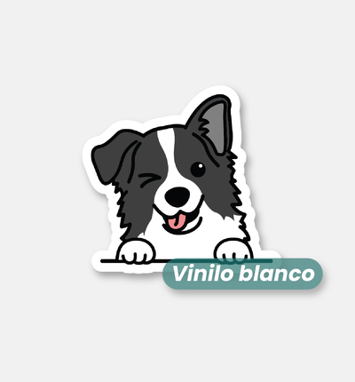 Border collie