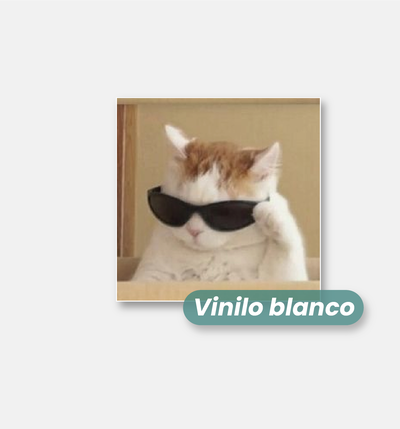 Gato lentes