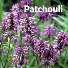 Patchuli
