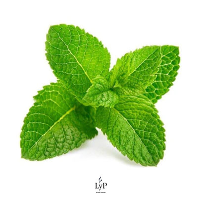 Menta