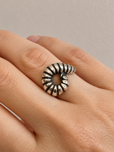 Anillo Ammonite