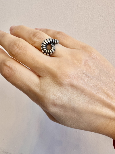 Anillo Ammonite