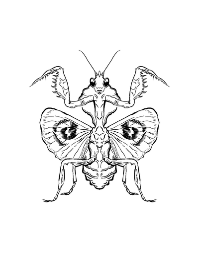 Mantis Princesa