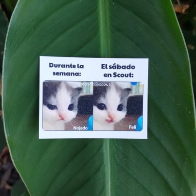 Meme 29