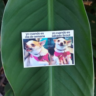 Meme 26
