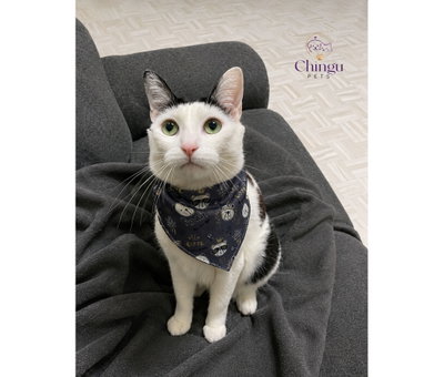 COLLAR BANDANA AJUSTABLE