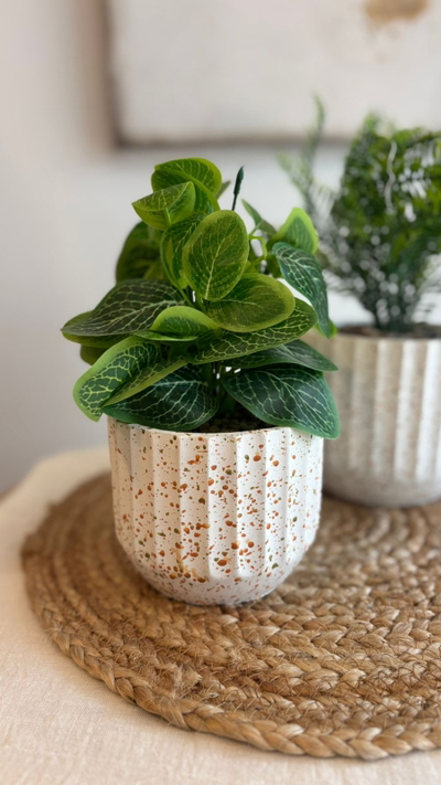 Plantas macetas salpicadas