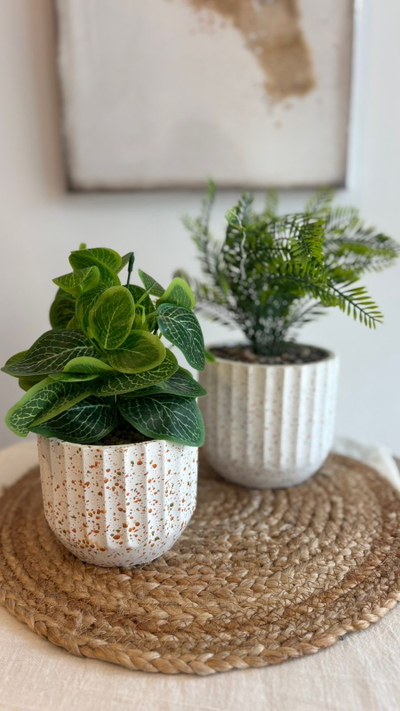 Plantas macetas salpicadas