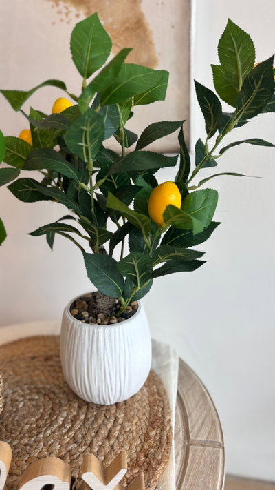 Plantas limonero 
