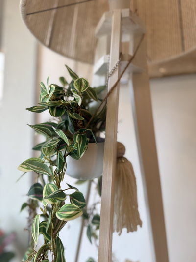 Planta colgante 