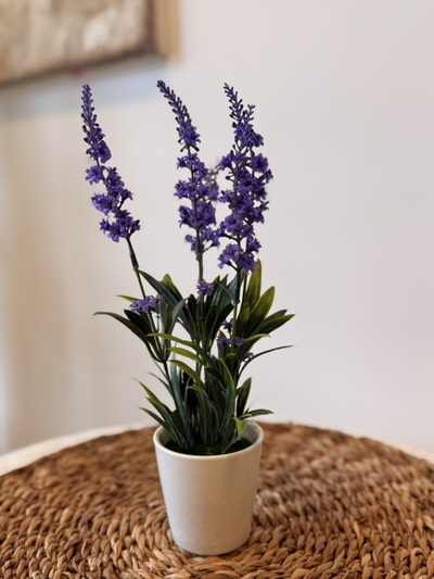 Planta lavanda mini