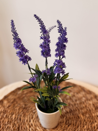 Planta lavanda mini
