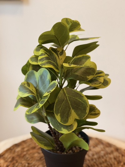 Planta artificial ‘Monedita’