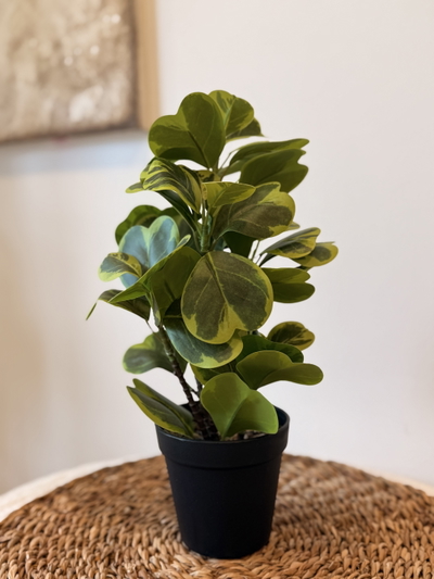 Planta artificial ‘Monedita’