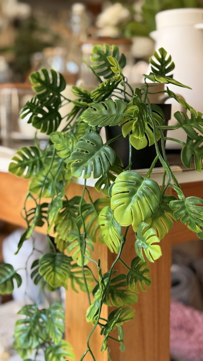Planta ‘Monstera’ colgante 