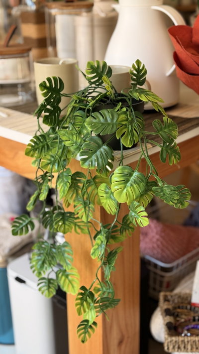Planta ‘Monstera’ colgante 