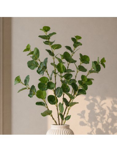 Rama ficus 80cm
