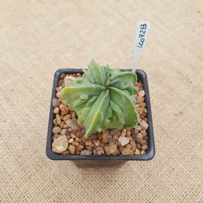 LC07213 - Astrophytum myriostigma 'Fukuryu' nudum