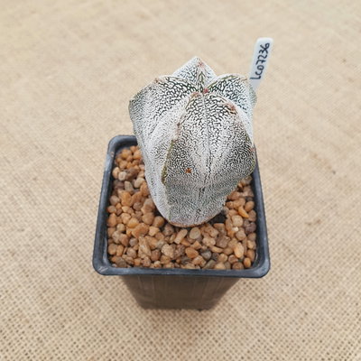 LC07236 - Astrophytum myriostigma 'Onzuka Vype' 