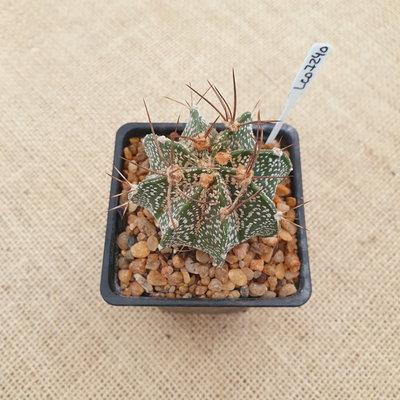 LC07240 - Astrophytum capricorne