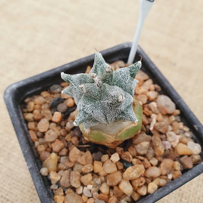 OUTLET! - Mini astrophytum injertado en Echinopsis subdenudata