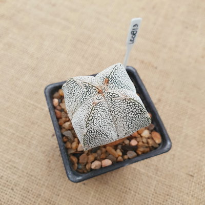 LC0813 - Astrophytum myriostigma cuadricostatum 'Onzuka Vype' especial